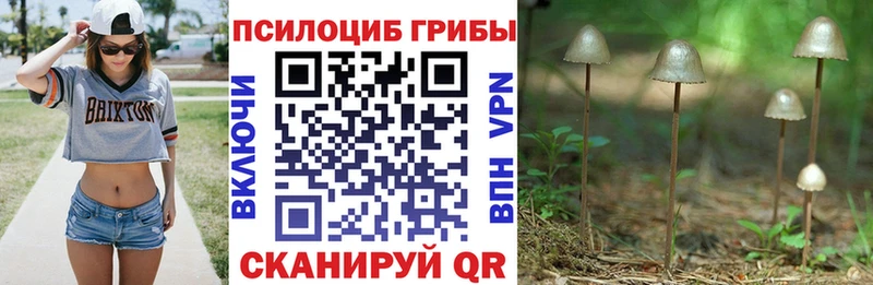 Псилоцибиновые грибы Psilocybe как найти Чусовой